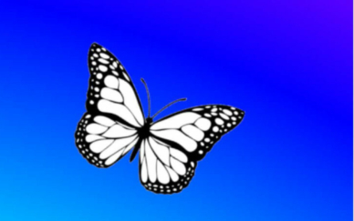 papillon (002)